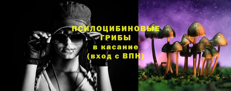 где купить наркоту  Лосино-Петровский  Псилоцибиновые грибы Cubensis 